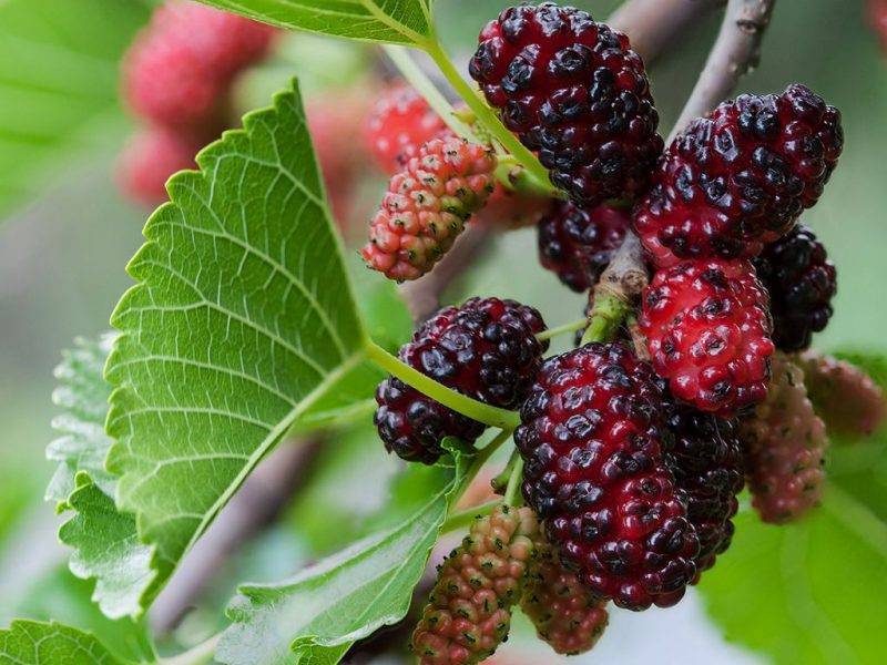 Шелковица купить саженцы из питомнике в Армянске