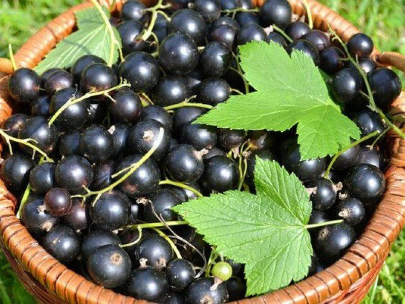 Смородина купить саженцы из питомника в Армянске
