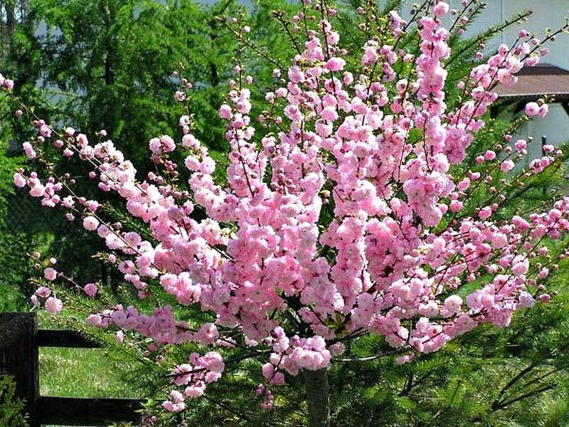 Миндаль купить саженцы из питомника в Армянске