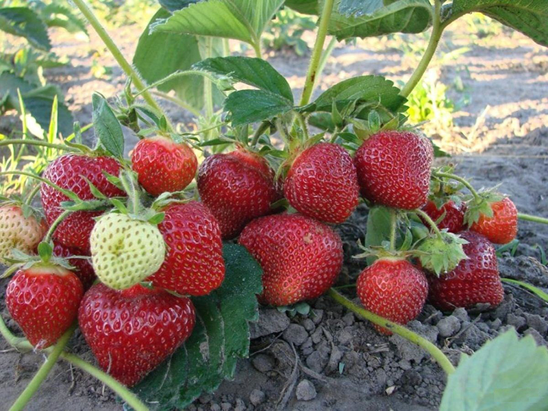 Клубника купить саженцы из питомника в Армянске