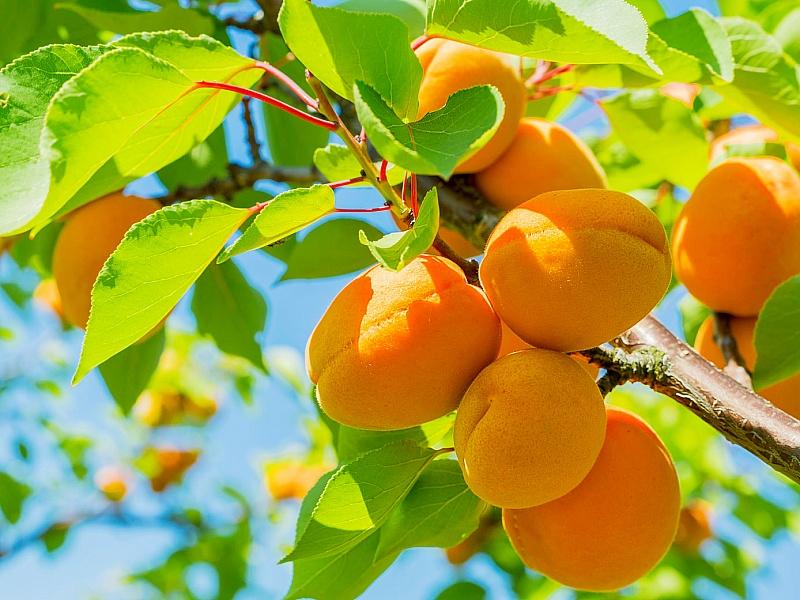 Абрикос купить саженцы из питомнике в Армянске