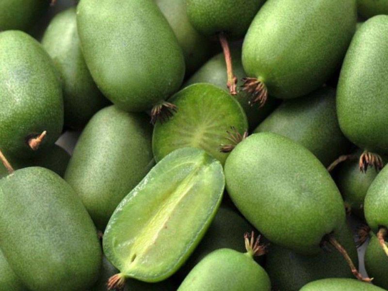 Актинидия купить саженцы из питомнике в Армянске