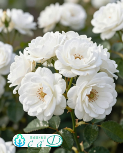 Роза "ХЕДИ ГРИММ"