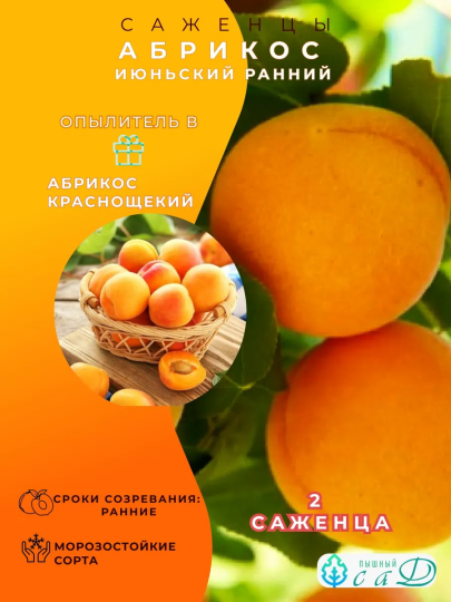 Абрикос Июньский и Краснощёкий 2 шт