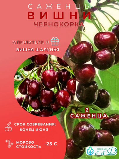 Вишня Чернокорка и опылитель Шалунья 2 саженца