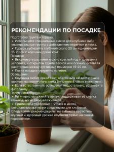 Саженцы клубники Клеттер Стар для подоконника 6 шт