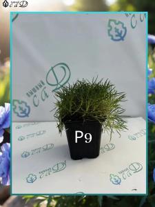 Гвоздика Диана Блюберри